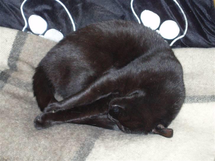 Huskat Musli billede 7