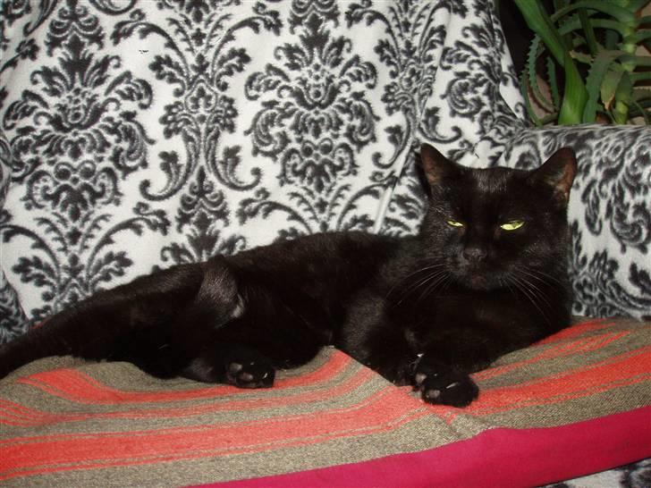 Huskat Musli billede 8