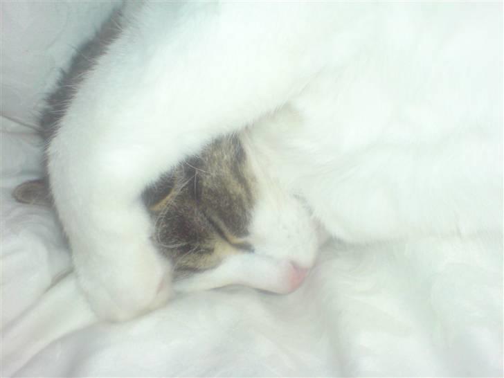 Huskat George Clooney billede 20