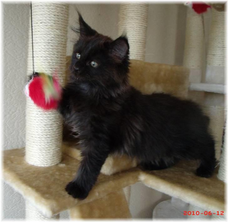 Blanding af racer Aslan P - Så er Aslan kommet hjem til os... her 12 uger og 2 dage gl. billede 11