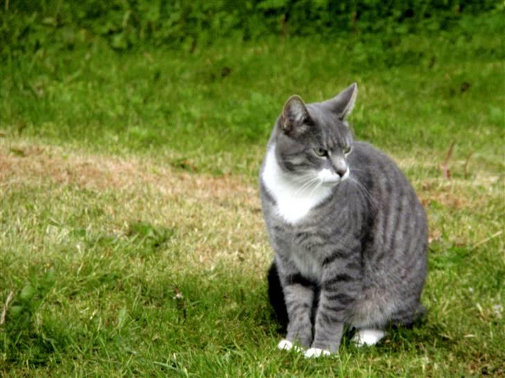 Huskat Pipsen billede 1