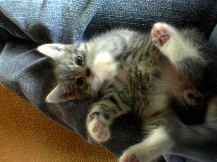 Huskat Pipsen billede 2