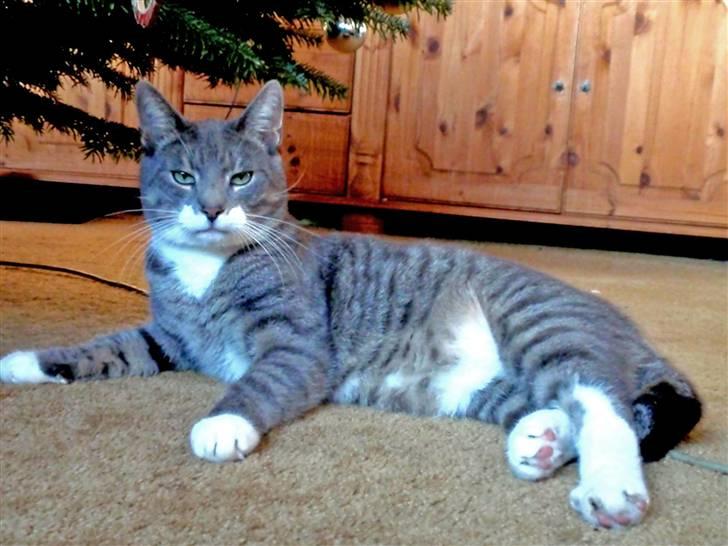 Huskat Pipsen billede 3