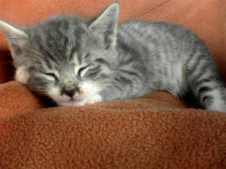 Huskat Pipsen billede 4