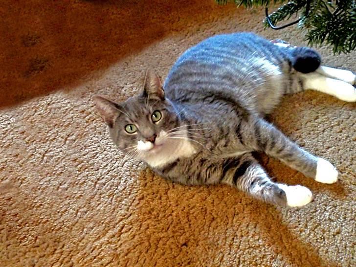 Huskat Pipsen billede 5