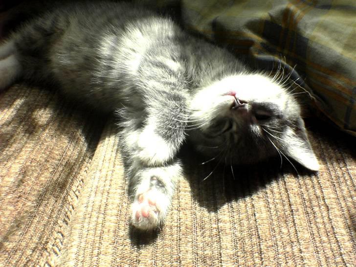 Huskat Pipsen billede 6