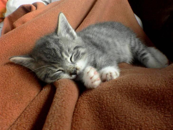 Huskat Pipsen billede 7