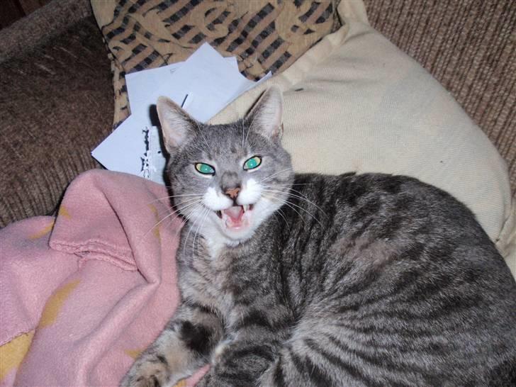 Huskat Pipsen billede 8