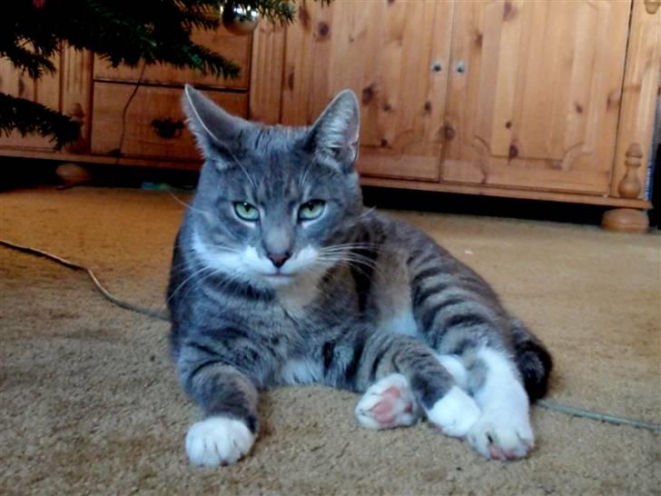 Huskat Pipsen billede 9