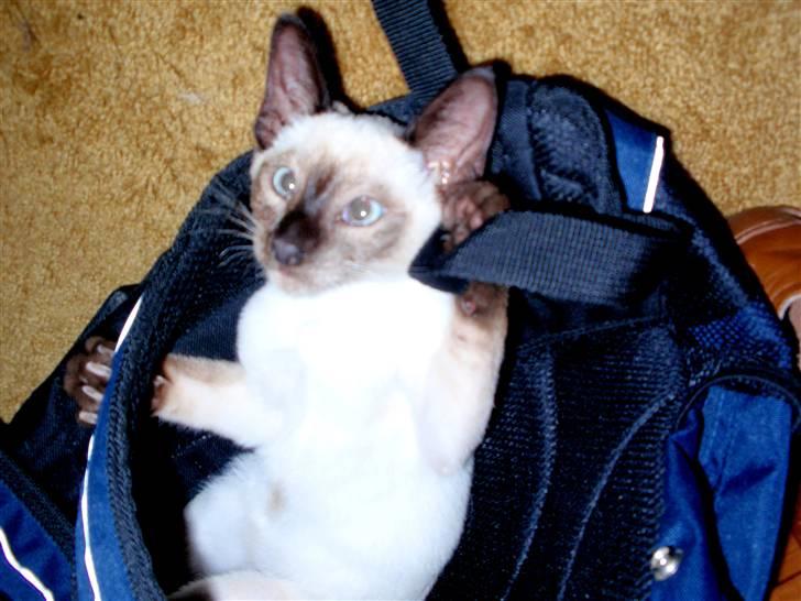 Siameser Pelle billede 17