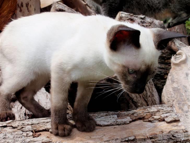 Siameser Pelle billede 18