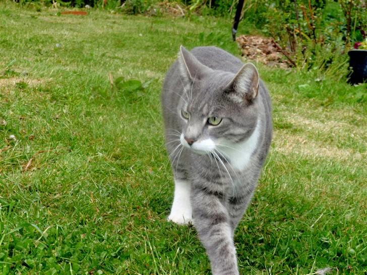 Huskat Pipsen billede 11