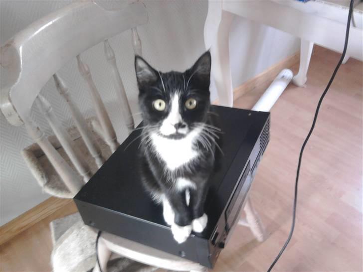 Huskat Ulla aka ulle billede 2