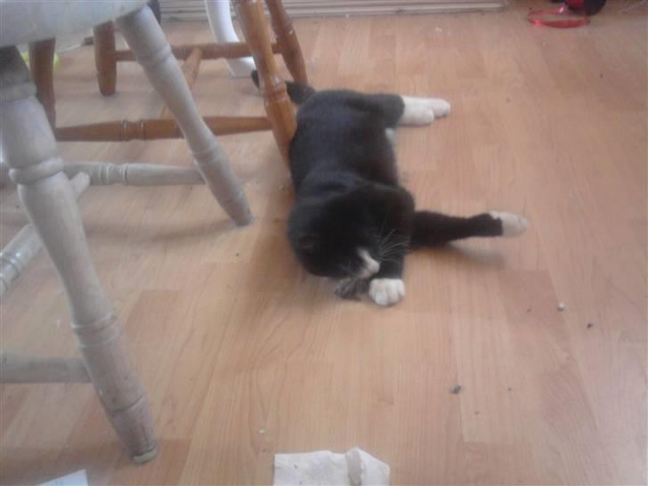 Huskat Ulla aka ulle -  ulle leger med en mus d. 12 juni 2010 billede 3