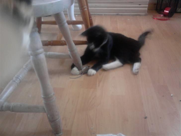 Huskat Ulla aka ulle - ulle leger med en mus d. 12 juni 2010 billede 4