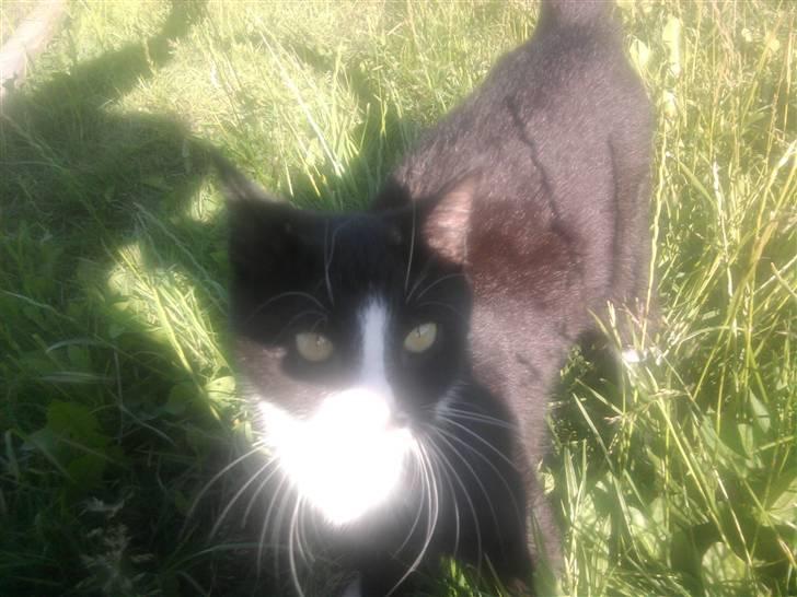 Huskat Ulla aka ulle - d. 12 juni 2010 billede 5