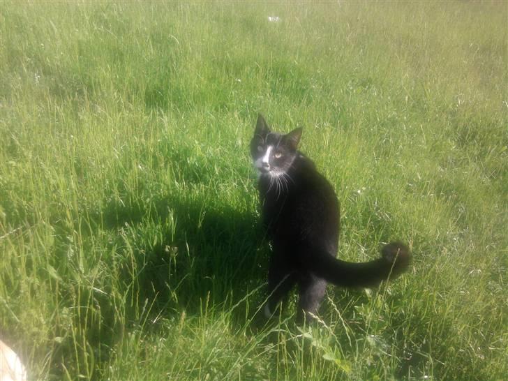 Huskat Ulla aka ulle - d. 12 juni 2010 billede 8