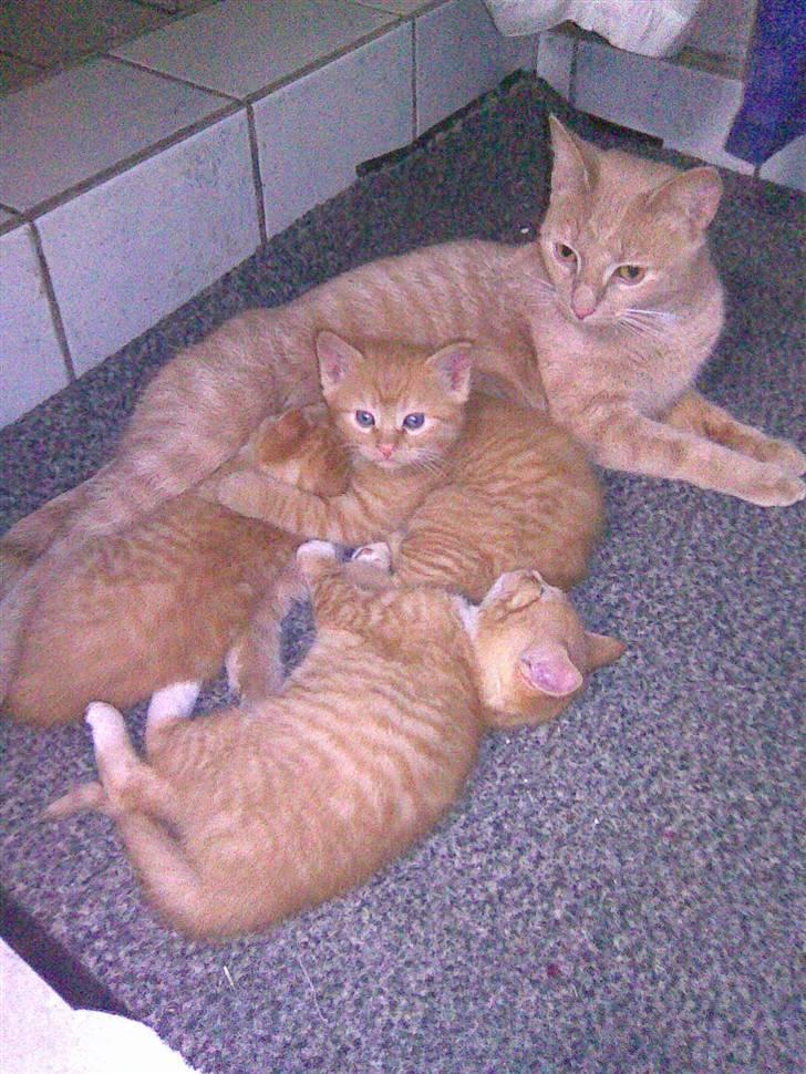 Huskat PanCace<3 billede 1