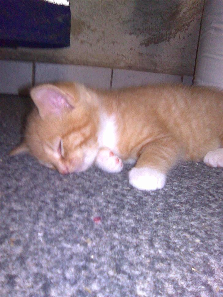 Huskat PanCace<3 billede 2