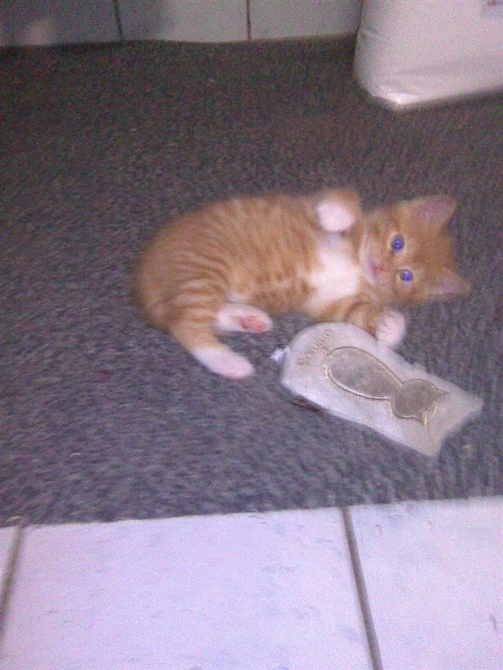 Huskat PanCace<3 billede 3