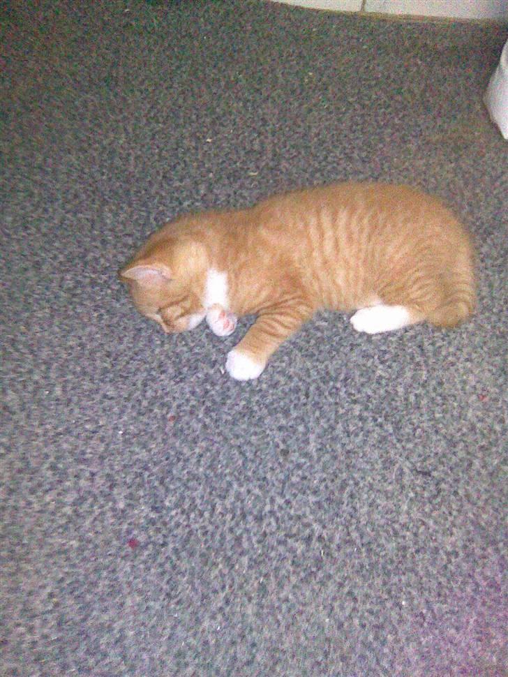 Huskat PanCace<3 billede 4