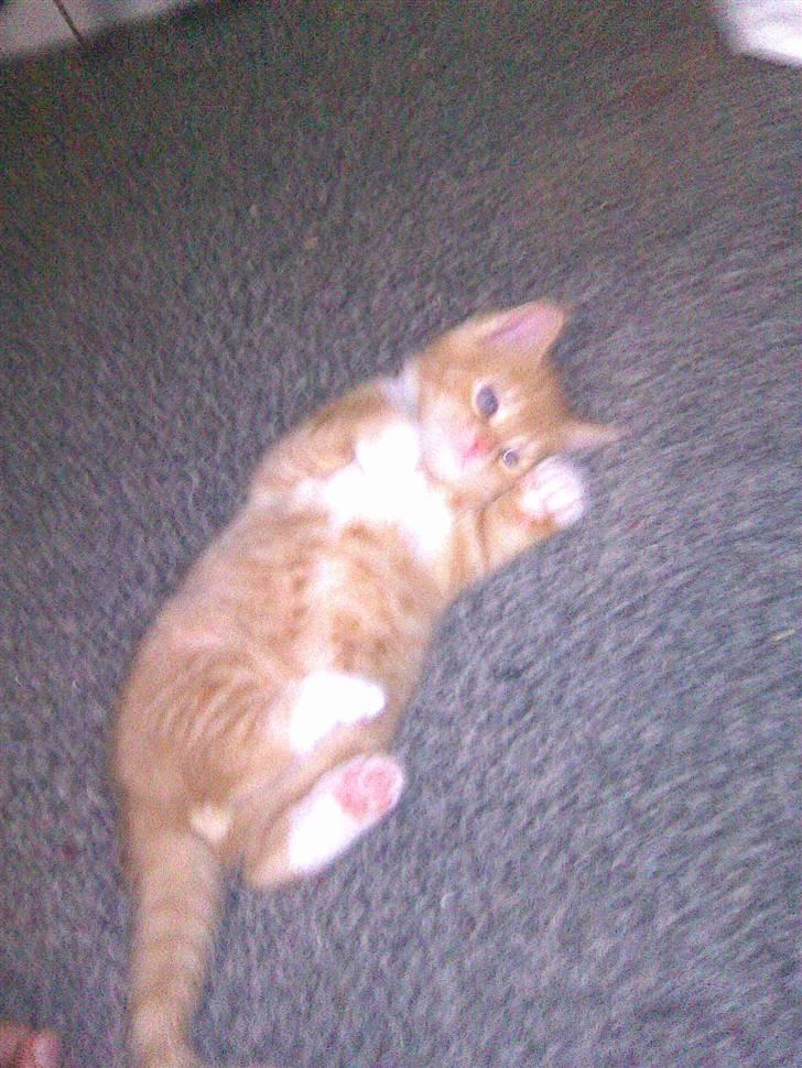 Huskat PanCace<3 billede 5