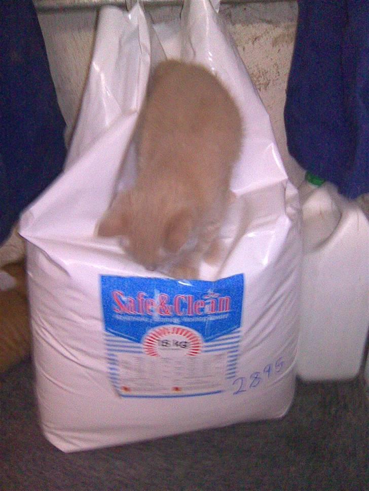 Huskat PanCace<3 billede 6