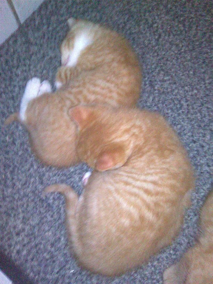 Huskat PanCace<3 billede 7