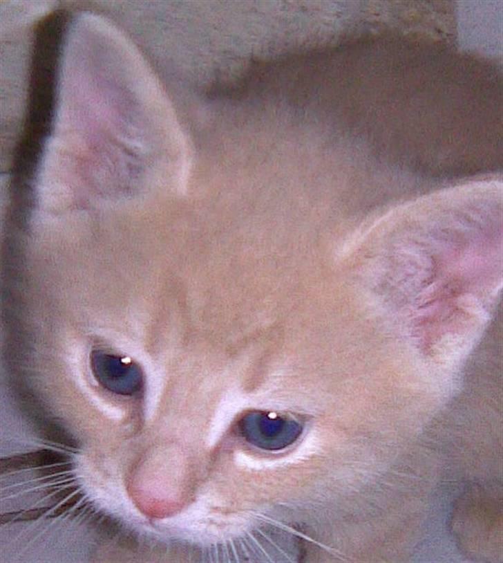 Huskat PanCace<3 billede 8