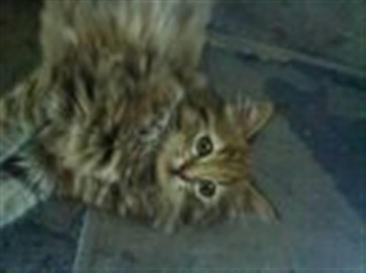 Blanding af racer Trille billede 2