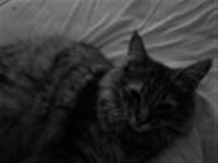 Blanding af racer Trille billede 3