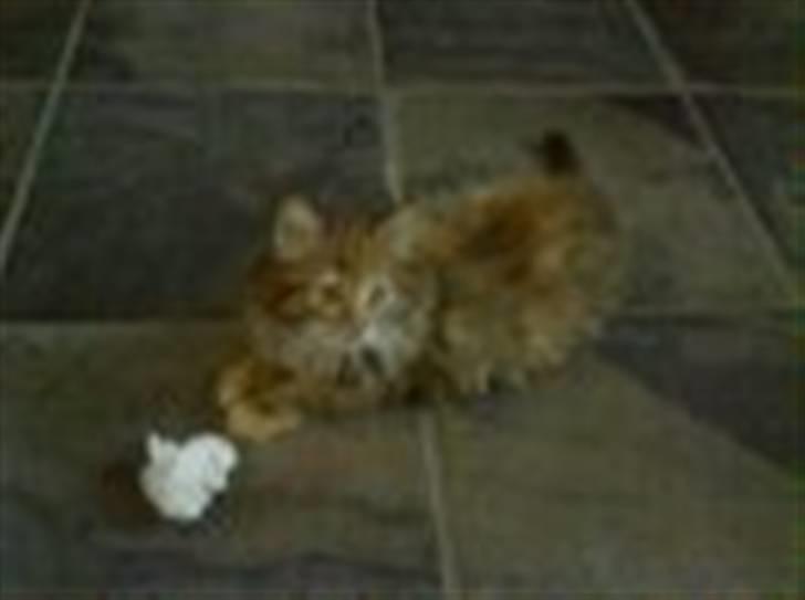 Blanding af racer Trille billede 4