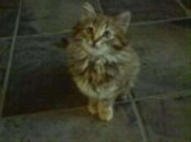 Blanding af racer Trille - en af de første dage vi havde hende! billede 5