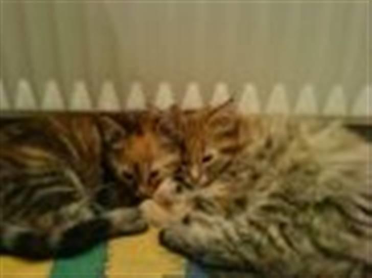 Blanding af racer Trille - ligger sammen med sin korthårede søster billede 6