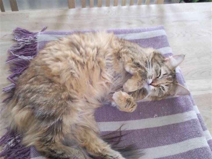 Blanding af racer Trille billede 7