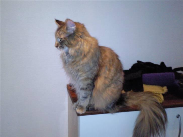 Blanding af racer Trille billede 8