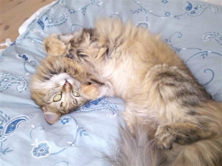 Blanding af racer Trille billede 9