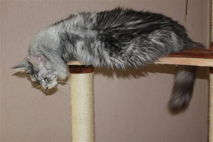 Maine Coon Jelly billede 19