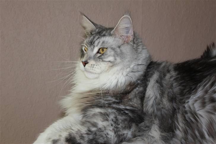 Maine Coon Jelly billede 20