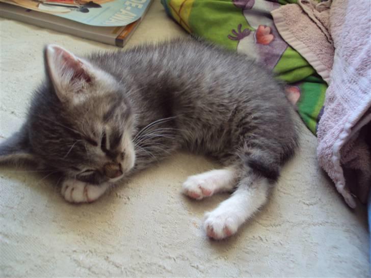 Huskat Mis Pyt billede 1