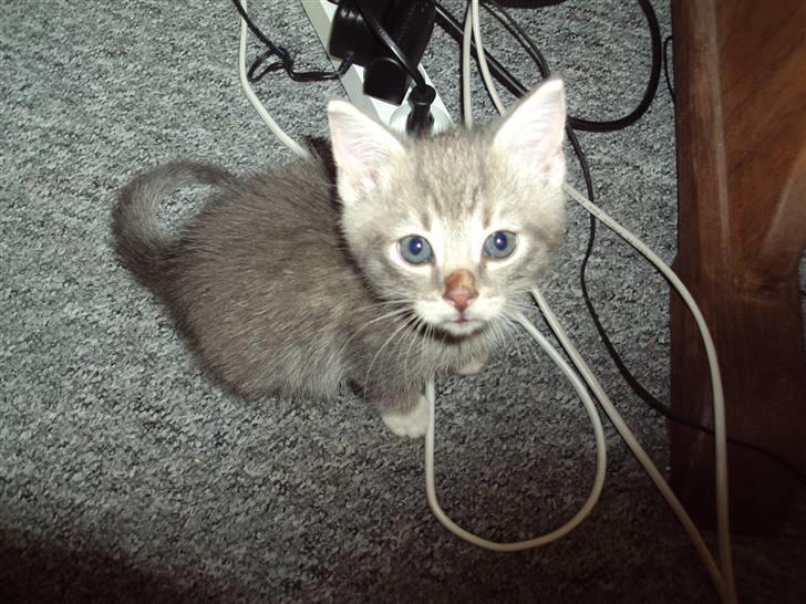 Huskat Mis Pyt billede 2