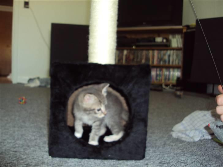 Huskat Mis Pyt billede 3