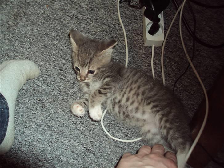 Huskat Mis Pyt billede 4