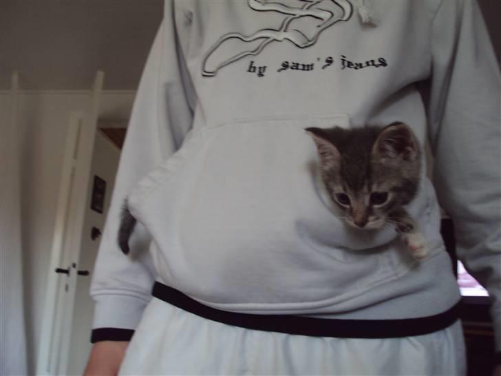 Huskat Mis Pyt billede 6