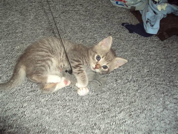 Huskat Mis Pyt billede 7