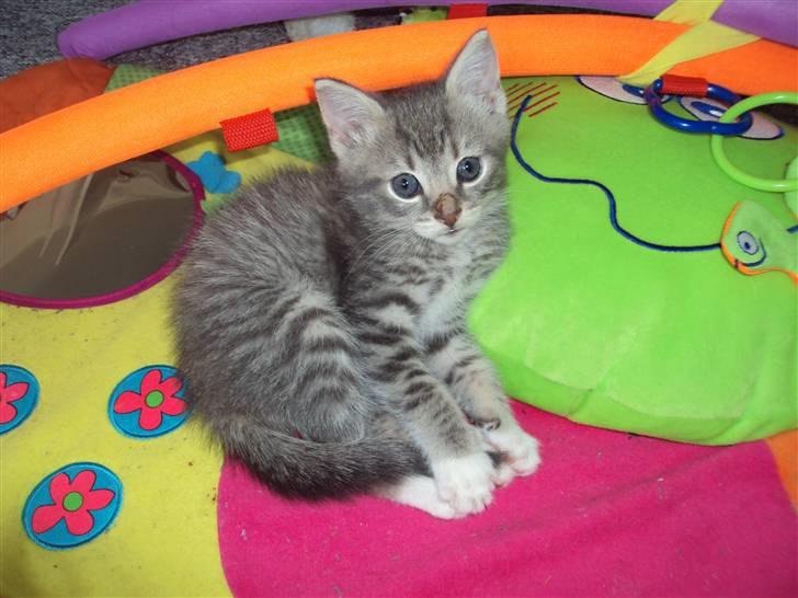 Huskat Mis Pyt billede 8