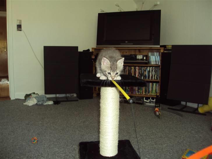 Huskat Mis Pyt billede 10