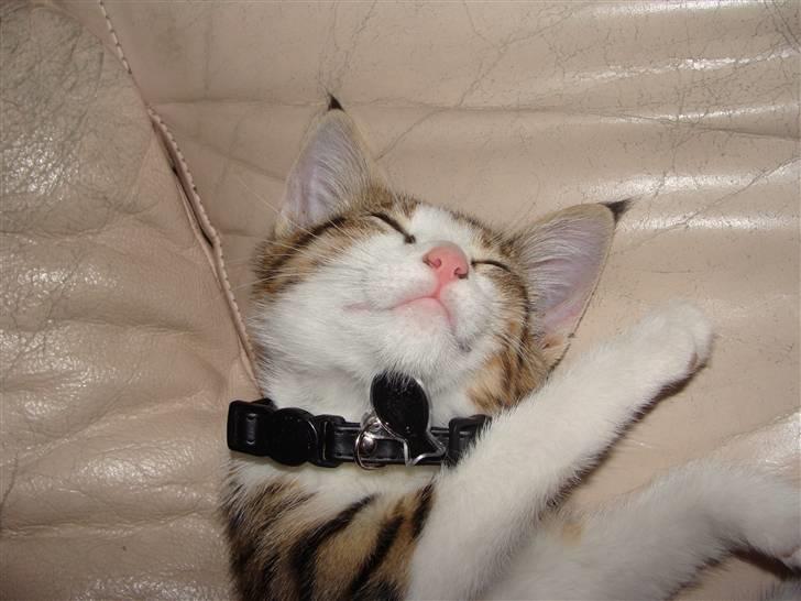 Huskat Nuller (Solgt) billede 1