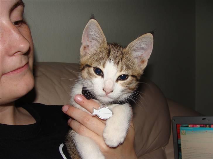 Huskat Nuller (Solgt) billede 2