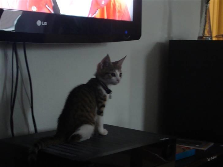 Huskat Nuller (Solgt) billede 3